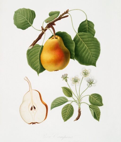 Botanical Pears – the Illustrators